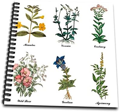 3drose гроздобер ботаничка цветна цветна уметност гендијан мимулус дива роза. - цртање книги